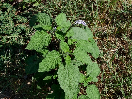 {Heliotropium indicum}